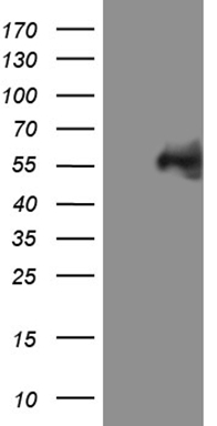 FOXO4 Antibody
