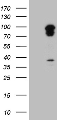 FOXO4 Antibody