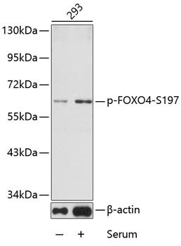 FOXO4 (Phospho-S197) antibody