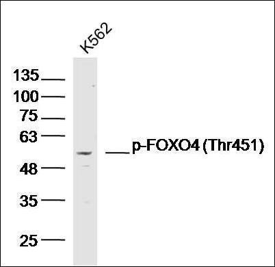 FOXO4 (Phospho-Thr451) antibody