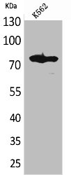 FOXP1 antibody