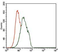 FOXP1 Antibody