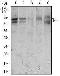 FOXP1 Antibody