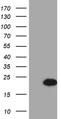 FOXP3 Antibody