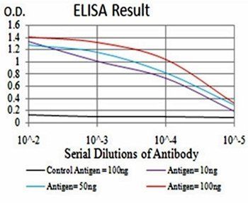 FOXP3 Antibody