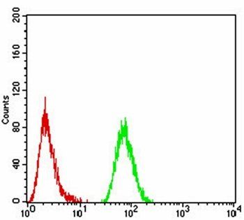 FOXP3 Antibody