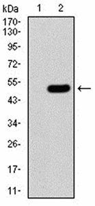 FOXP3 Antibody