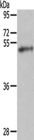 FOXP3 Antibody