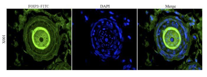 FOXP3 antibody (FITC)