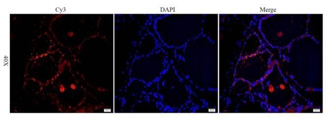 FOXP3 antibody