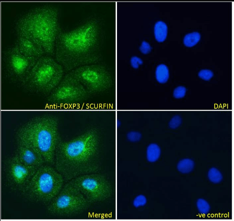 Goat anti-FOXP3 / SCURFIN Antibody