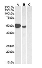 FOXP3 antibody