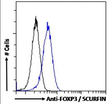 FOXP3 antibody
