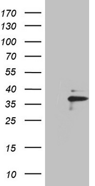 FOXQ1 Antibody