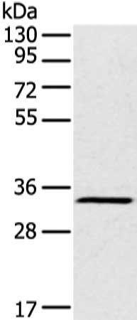 FOXR2 Antibody