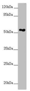 FOXRED1 antibody