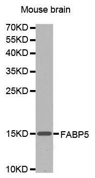 FP5 antibody