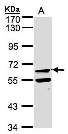 FPGT antibody [N2C2], Internal