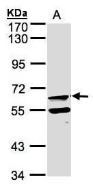 FPGT antibody