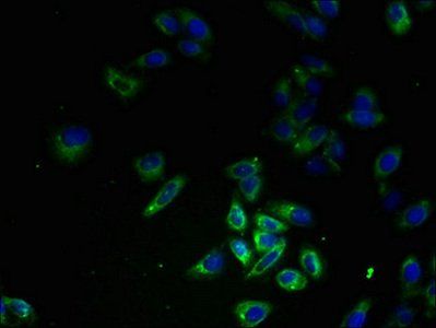 FPR1 antibody