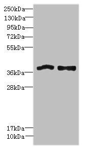 FPR1 antibody