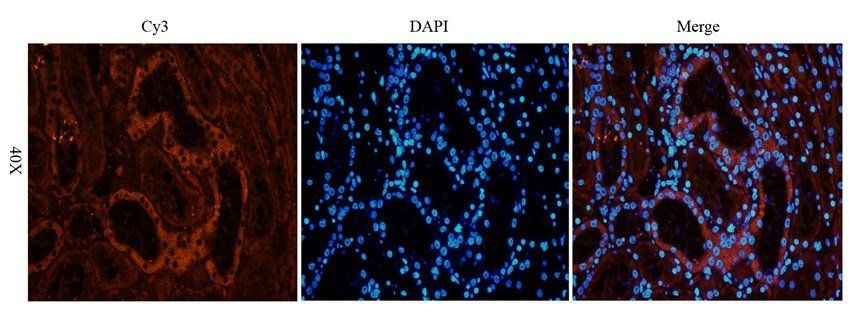 FPR1 antibody