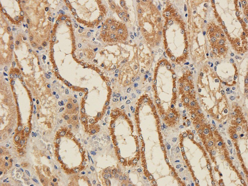 FPR1 antibody