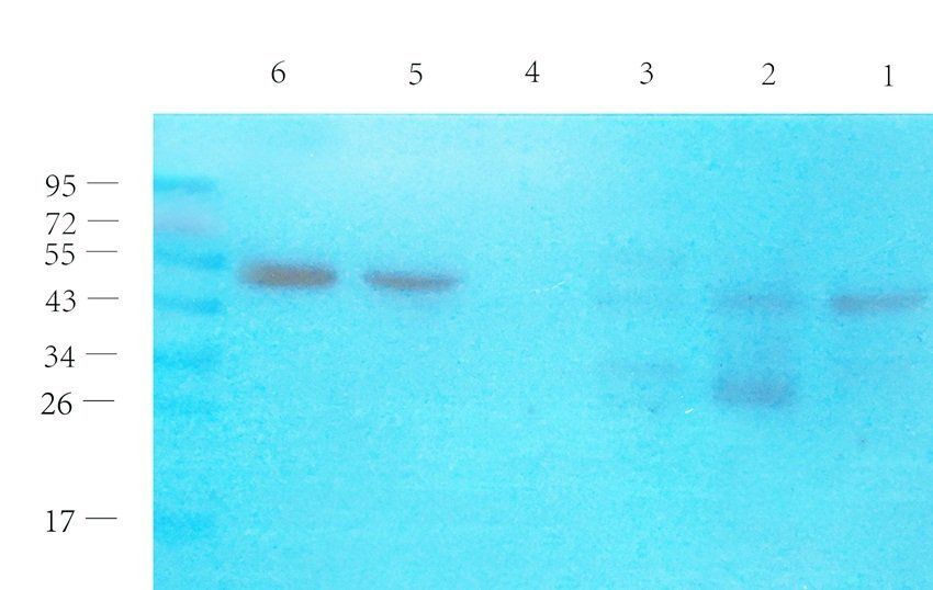 FPR1 antibody