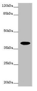 FPR2 antibody