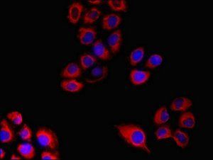 FPR3 antibody