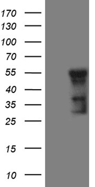 FRA2 Antibody