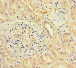 CX3CL1 Antibody