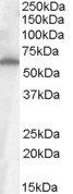 Frizzled 4 Antibody