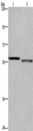 FRK antibody