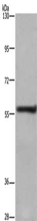 FRK antibody