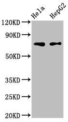 FRMD6 antibody
