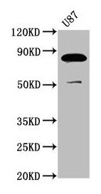 FRMD7 Antibody