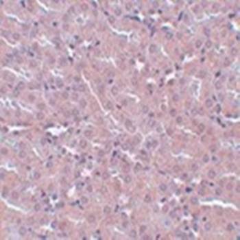 FRMPD2 Antibody