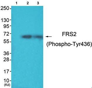 FRS2 (phospho-Tyr436) antibody