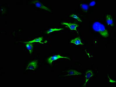 FRS3 Antibody