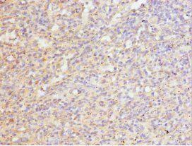 FRZB Antibody
