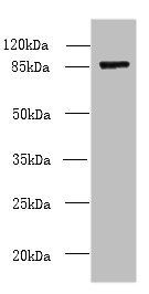 FSCB antibody