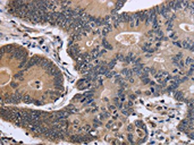 FSTL1 Antibody