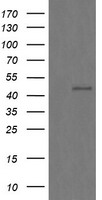 FTCD Antibody