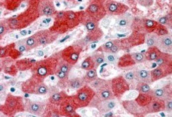 Goat anti-58KGolgi protein(Internal)/FTCD Antibody