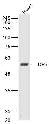 DR6 antibody