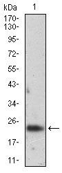 FTL Antibody