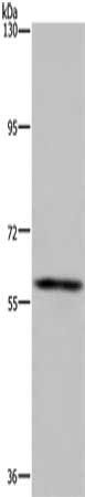 FTO Antibody