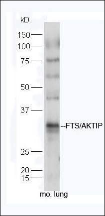 FTS antibody