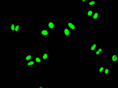 FUBP1 Recombinant Monoclonal Antibody